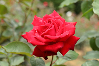 花屋を銀座でお探しならKT.Flowerへ　花言葉　誕生花　赤バラ