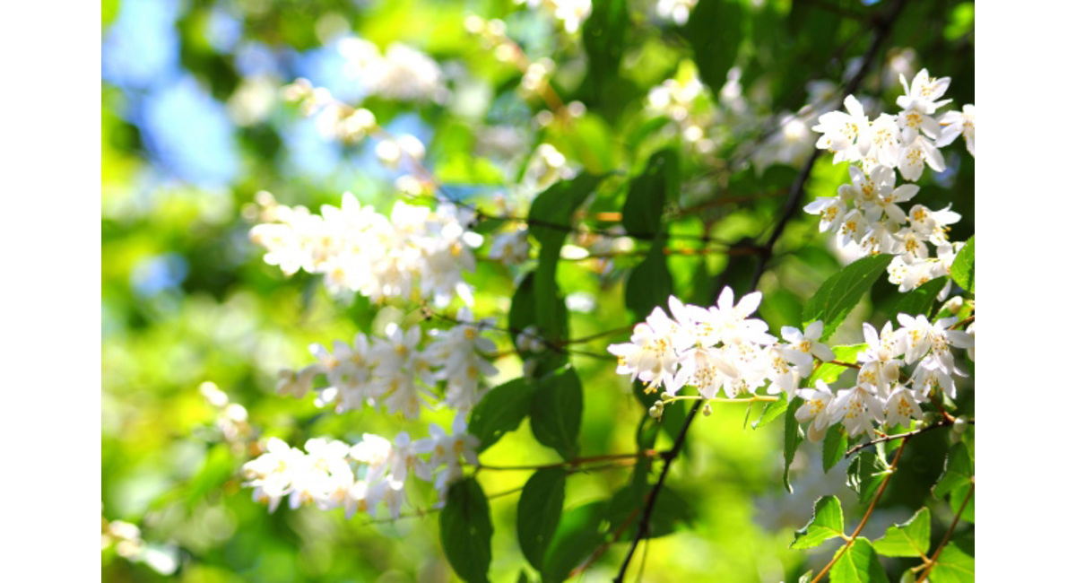 明日の花言葉 6月4日 花屋を銀座でお探しならkt Flowerへ 銀座の花屋のkt Flowerのブログをご覧下さい