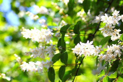 花屋を銀座でお探しならKT.Flowerへ　花言葉　誕生花　ウツギ