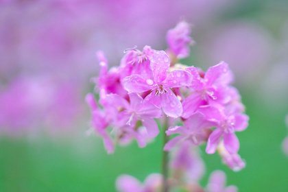 花屋を銀座でお探しならKT.Flowerへ　花言葉　誕生花　ペンステモン