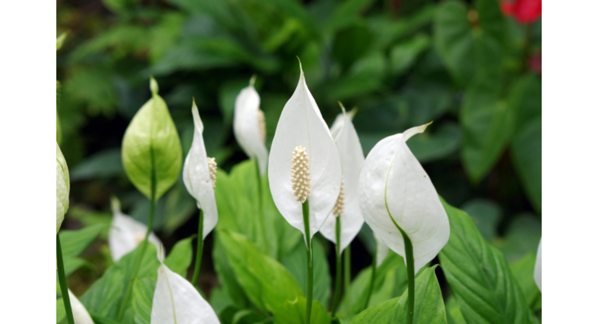 明日の花言葉 6月12日 花屋を銀座でお探しならkt Flowerへ 銀座の花屋のkt Flowerのブログをご覧下さい