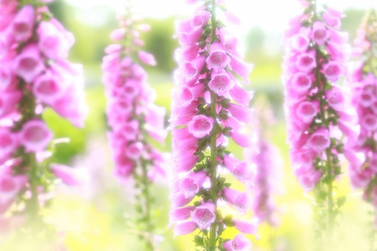 花屋を銀座でお探しならKT.Flowerへ　花言葉　誕生花　ジギタリス