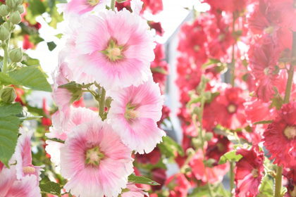 花屋を銀座でお探しならKT.Flowerへ　花言葉　誕生花　タチアオイ