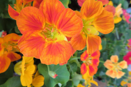 花屋を銀座でお探しならKT.Flowerへ　花言葉　誕生花　ナスタチウム