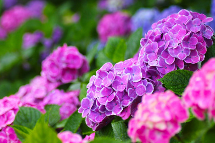 花屋を銀座でお探しならKT.Flowerへ　花言葉　誕生花　アジサイ