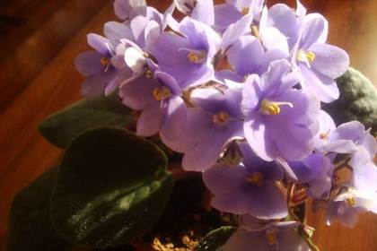花屋を銀座でお探しならKT.Flowerへ　花言葉　誕生花　セントポーリア
