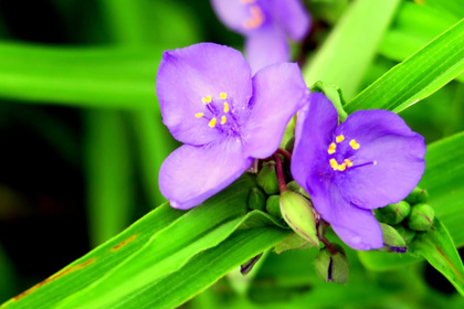 花屋を銀座でお探しならKT.Flowerへ　花言葉　誕生花　ムラサキツユクサ