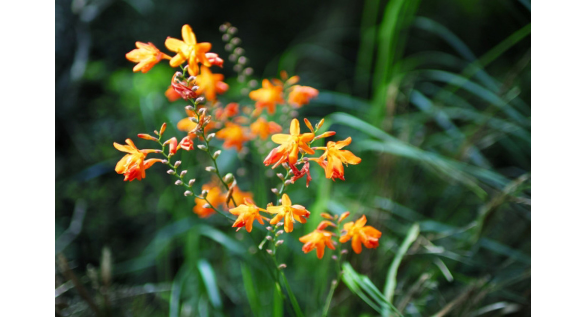 明日の花言葉 6月25日 花屋を銀座でお探しならkt Flowerへ 銀座の花屋のkt Flowerのブログをご覧下さい