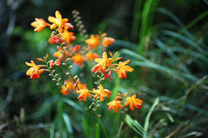 花屋を銀座でお探しならKT.Flowerへ　花言葉　誕生花　モントブレチア