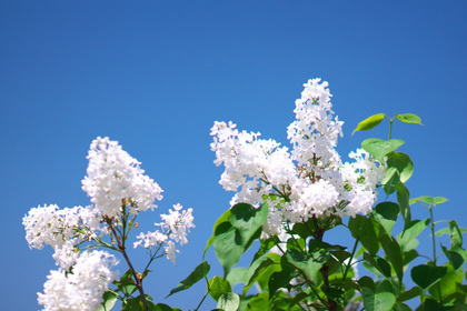 花屋を銀座でお探しならKT.Flowerへ　花言葉　誕生花　ライラック