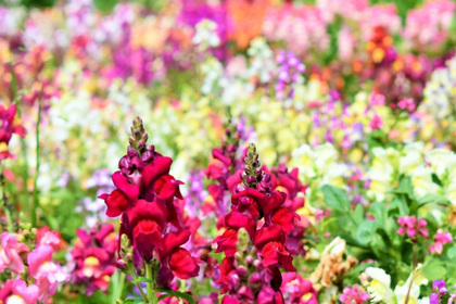 花屋を銀座でお探しならKT.Flowerへ　花言葉　誕生花　キンギョソウ