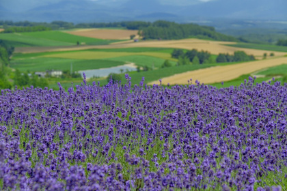 花屋を銀座でお探しならKT.Flowerへ　花言葉　誕生花　ラベンダー