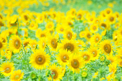 花屋を銀座でお探しならKT.Flowerへ　花言葉　誕生花　ヒマワリ