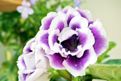 花屋を銀座でお探しならKT.Flowerへ　花言葉　誕生花　グロキシニア
