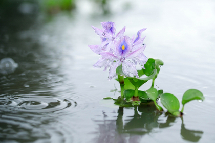 花屋を銀座でお探しならKT.Flowerへ　花言葉　誕生花　ホテイアオイ