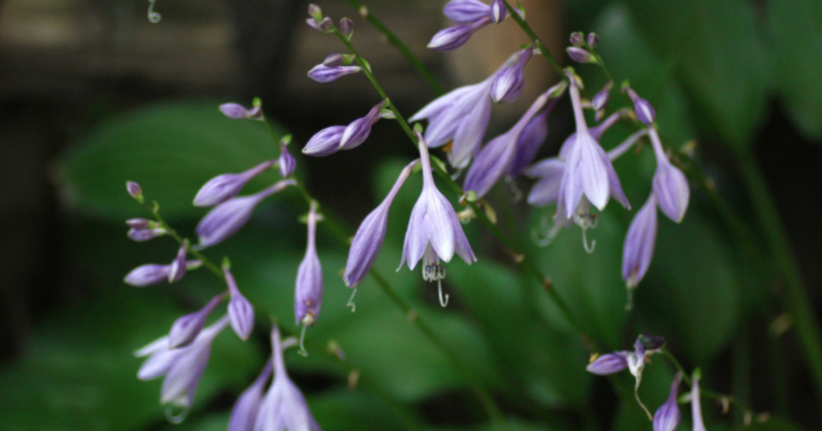 明日の花言葉 7月17日 花屋を銀座でお探しならkt Flowerへ 銀座の花屋のkt Flowerのブログをご覧下さい