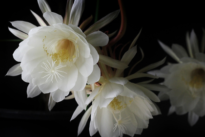 花屋を銀座でお探しならKT.Flowerへ　花言葉　誕生花　ゲッカビジン