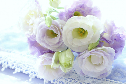 花屋を銀座でお探しならKT.Flowerへ　花言葉　誕生花　トルコキキョウ