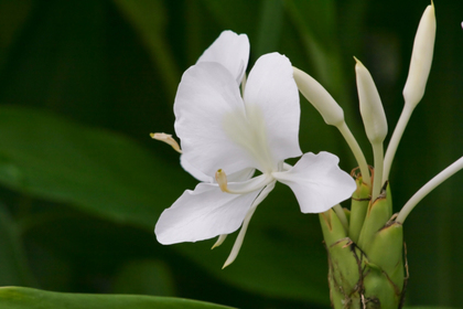 花屋を銀座でお探しならKT.Flowerへ　花言葉　誕生花　ジンジャーリリー