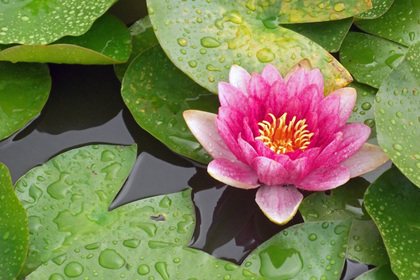 花屋を銀座でお探しならKT.Flowerへ　花言葉　誕生花　スイレン