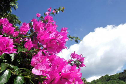 花屋を銀座でお探しならKT.Flowerへ　花言葉　誕生花　ブーゲンビリア