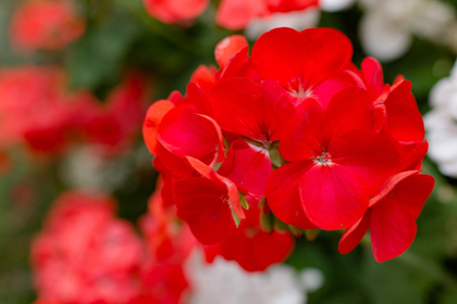 花屋を銀座でお探しならKT.Flowerへ　花言葉　誕生花　ゼラニウム