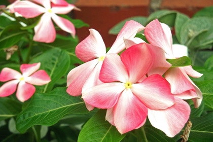 花屋を銀座でお探しならKT.Flowerへ　花言葉　誕生花　ニチニチソウ