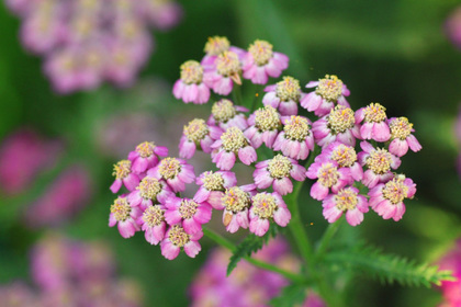 花屋を銀座でお探しならKT.Flowerへ　花言葉　誕生花　ノコギリソウ