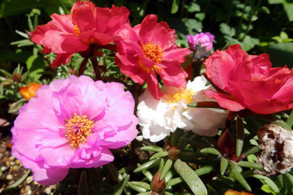 花屋を銀座でお探しならKT.Flowerへ　花言葉　誕生花　マツバボタン