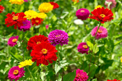 花屋を銀座でお探しならKT.Flowerへ　花言葉　誕生花　ジニア