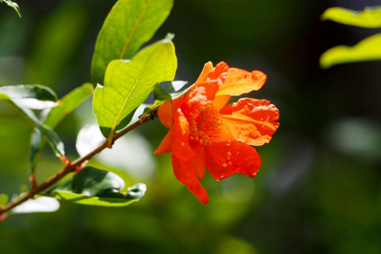 花屋を銀座でお探しならKT.Flowerへ　花言葉　誕生花　ザクロ