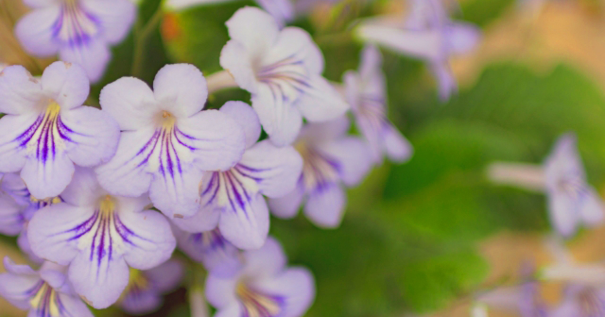 明日の花言葉 8月9日 花屋を銀座でお探しならkt Flowerへ 銀座の花屋のkt Flowerのブログをご覧下さい