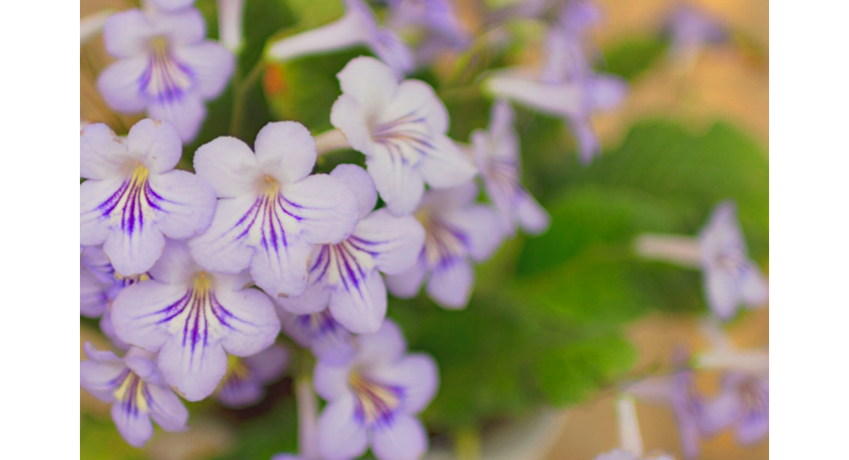 明日の花言葉 8月9日 花屋を銀座でお探しならkt Flowerへ 銀座の花屋のkt Flowerのブログをご覧下さい