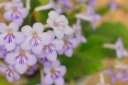 花屋を銀座でお探しならKT.Flowerへ　花言葉　誕生花　ストレプトカーパス