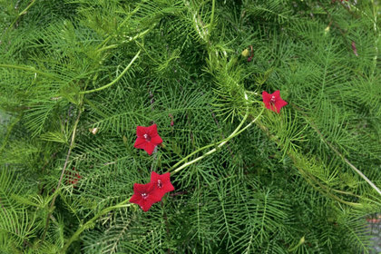 花屋を銀座でお探しならKT.Flowerへ　花言葉　誕生花　ルコウソウ