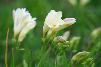 花屋を銀座でお探しならKT.Flowerへ　花言葉　誕生花　フリージア