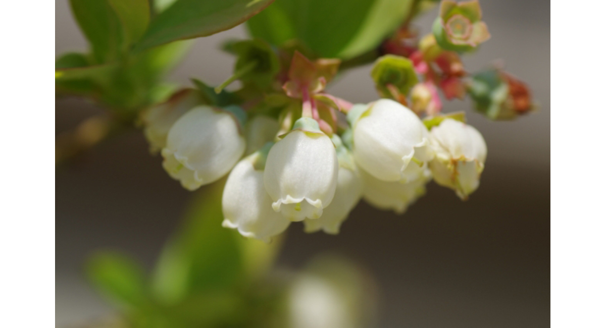 明日の花言葉 8月21日 花屋を銀座でお探しならkt Flowerへ 銀座の花屋のkt Flowerのブログをご覧下さい