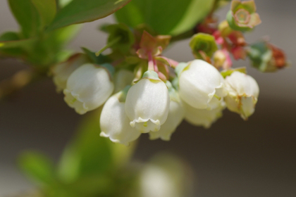 花屋を銀座でお探しならKT.Flowerへ　花言葉　誕生花　ブルーベリー