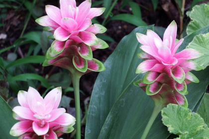 花屋を銀座でお探しならKT.Flowerへ　花言葉　誕生花　クルクマ