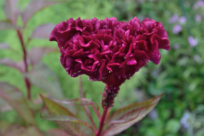 花屋を銀座でお探しならKT.Flowerへ　花言葉　誕生花　ケイトウ