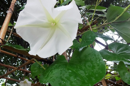 花屋を銀座でお探しならKT.Flowerへ　花言葉　誕生花　ユウガオ