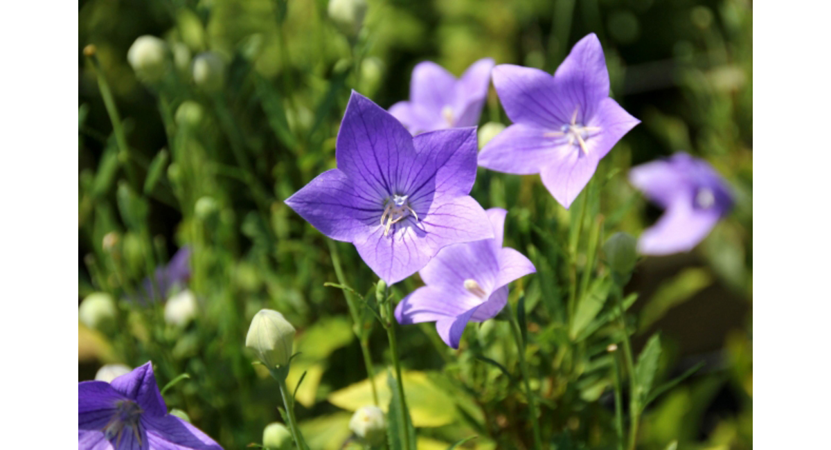 明日の花言葉 ～8月28日～ │ 花屋を銀座でお探しならKT.Flowerへ