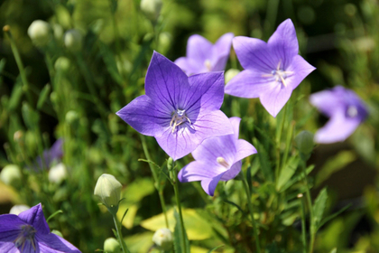 花屋を銀座でお探しならKT.Flowerへ　花言葉　誕生花　キキョウ