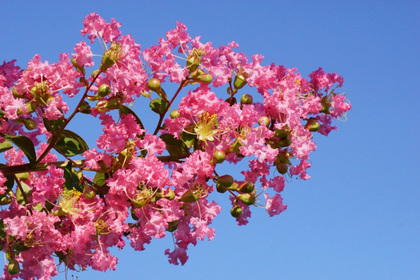 花屋を銀座でお探しならKT.Flowerへ　花言葉　誕生花　サルスベリ