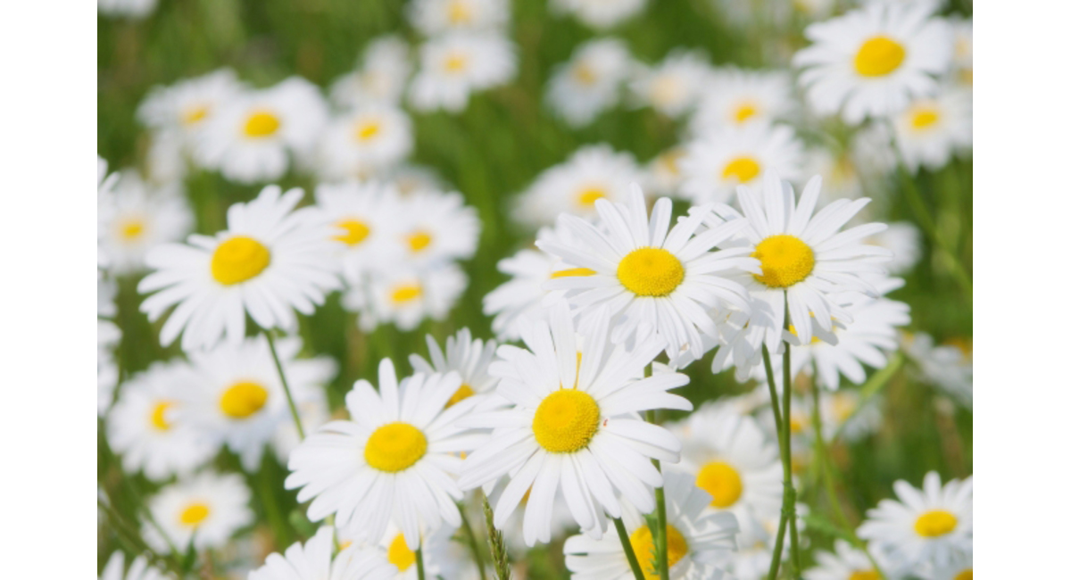 明日の花言葉 9月3日 花屋を銀座でお探しならkt Flowerへ 銀座の花屋のkt Flowerのブログをご覧下さい