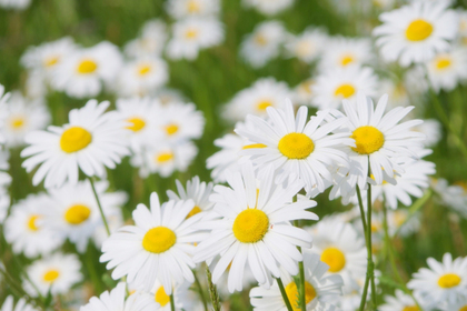 花屋を銀座でお探しならKT.Flowerへ　花言葉　誕生花　マーガレット