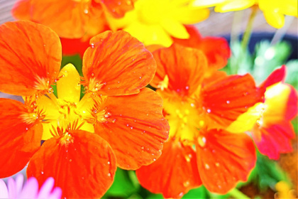花屋を銀座でお探しならKT.Flowerへ　花言葉　誕生花　ナスタチウム