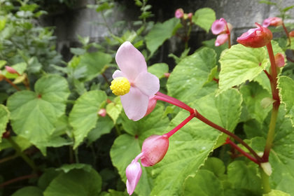 花屋を銀座でお探しならKT.Flowerへ　花言葉　誕生花　シュウカイドウ