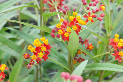 花屋を銀座でお探しならKT.Flowerへ　花言葉　誕生花　アスクレピアス