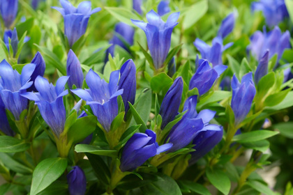 花屋を銀座でお探しならKT.Flowerへ　花言葉　誕生花　リンドウ